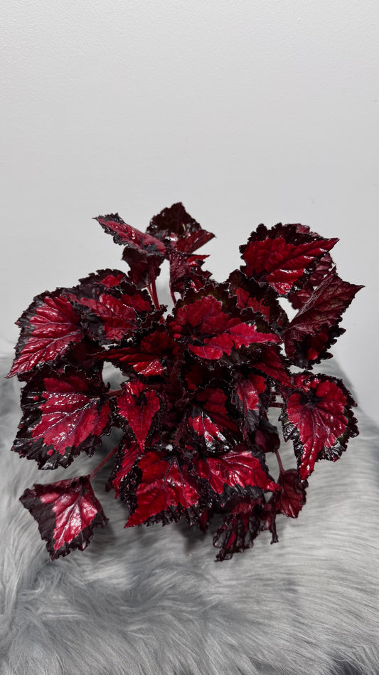 Begonia Beleaf 4