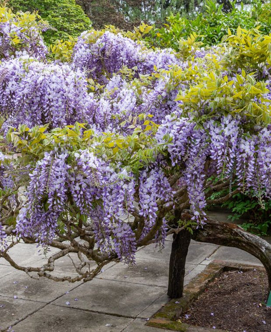 Wisteria Sinensis
