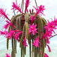Aporocactus Flagiliformis