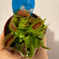 Mušķērājs Dionaea Muscipula - www.augi-plants.lv