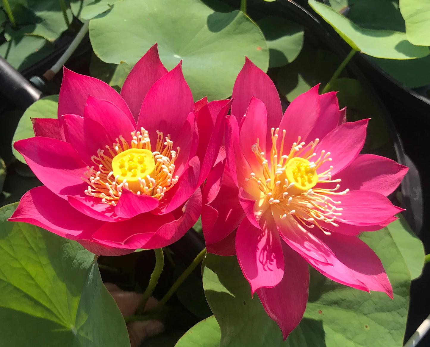 Lotus Red Li