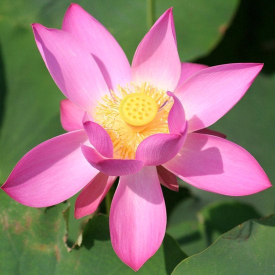Lotus Xi Min Tjing