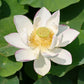 Lotus White Xu