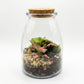 Terrarium Composition