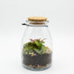 Terrarium Composition