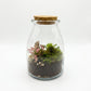 Terrarium Composition