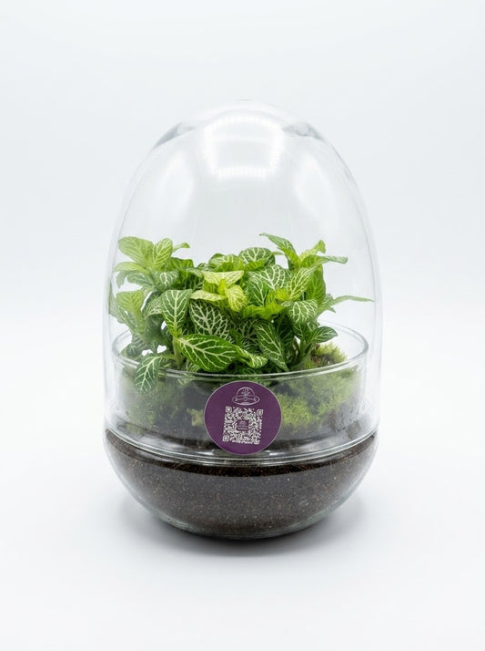 Suuri terraarioasetelma