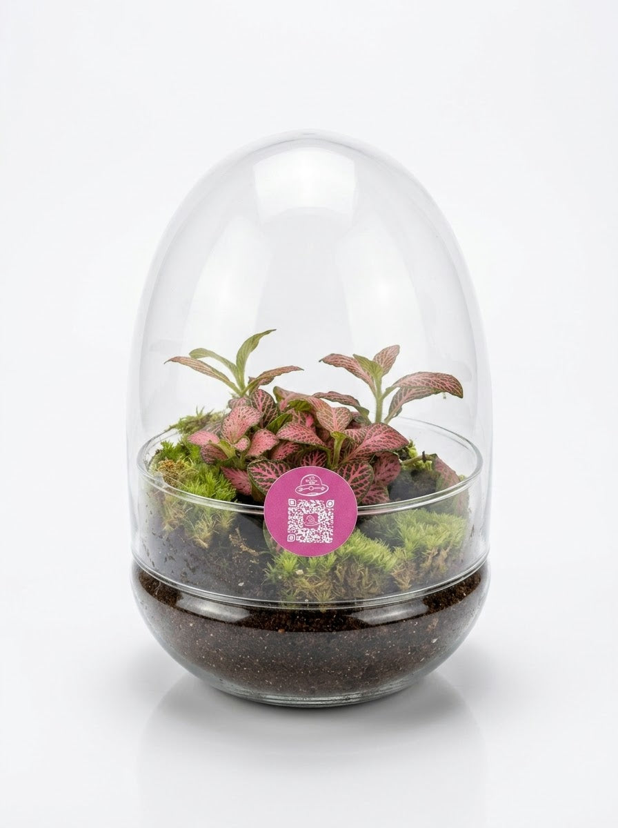 Large terrarium composition