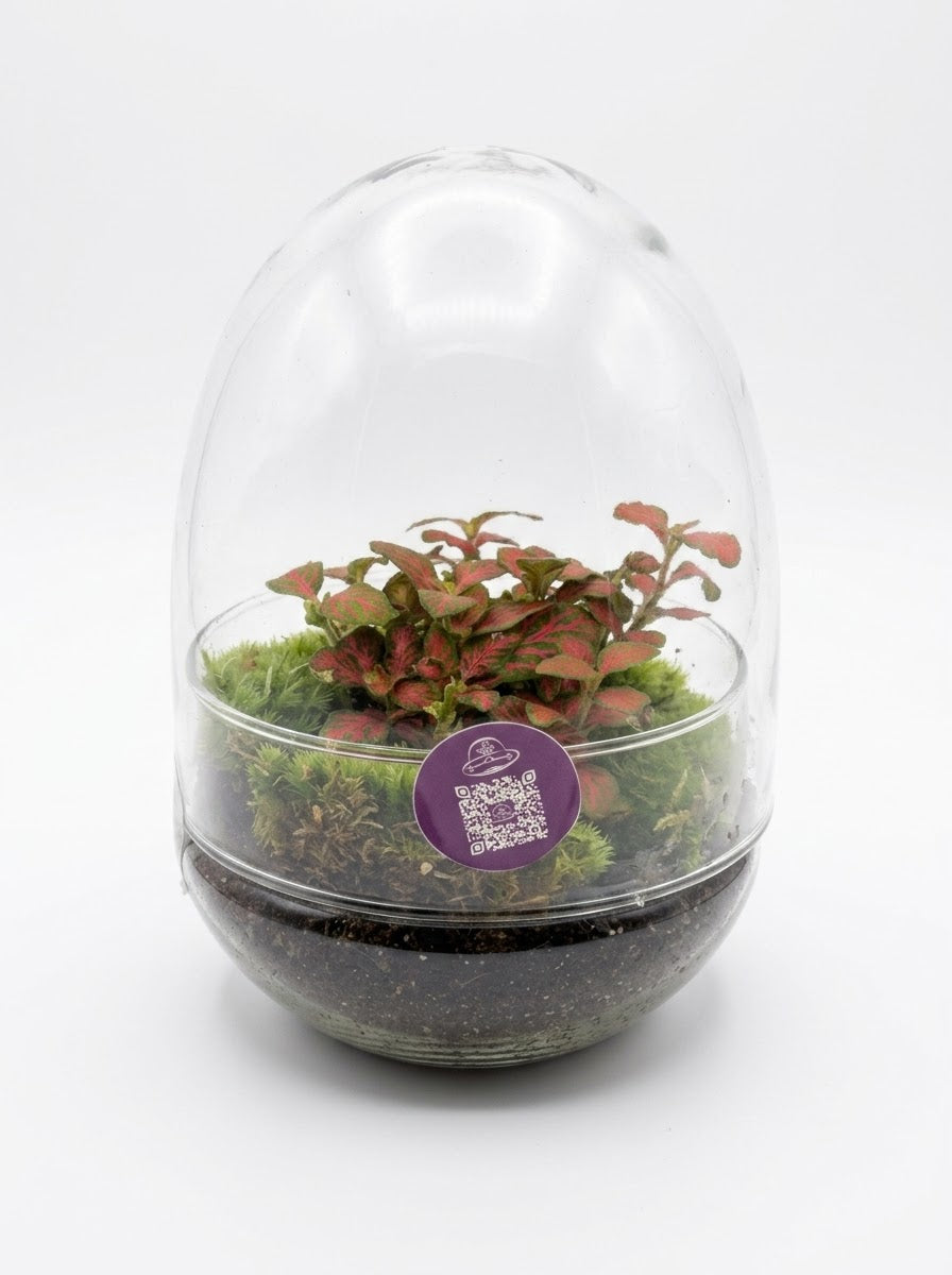 Large terrarium composition