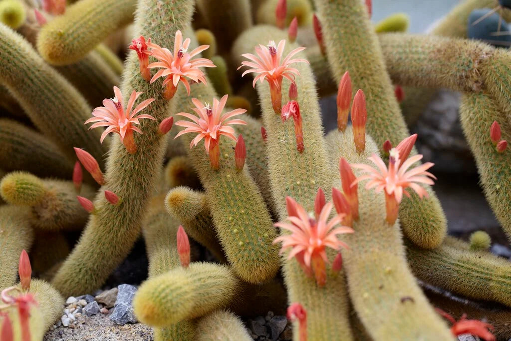Cleistocactus Winteri