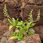 Ledebouria Concolor