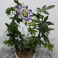 Passiflora Caerulea - www.augi-plants.lv