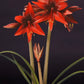 Hippeastrum Red Amazone