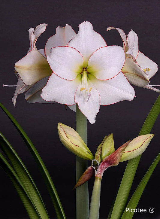 Hippeastrum Picotee