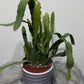 Epiphyllum Red Tip - www.augi-plants.lv