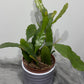 Epiphyllum Fruhlings Gold - www.augi-plants.lv