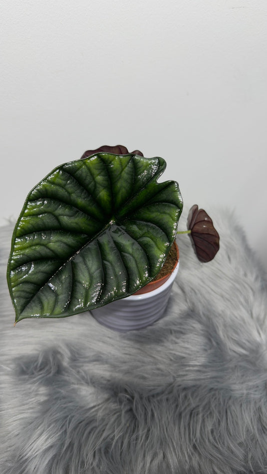 Alocasia Nebula - www.augi-plants.lv