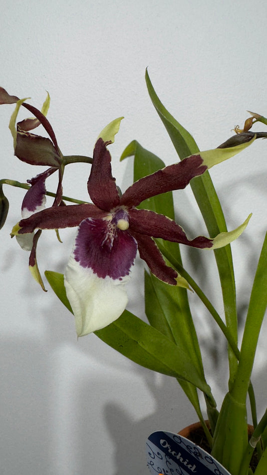 Orhideja 2 keramikas podā - www.augi-plants.lv