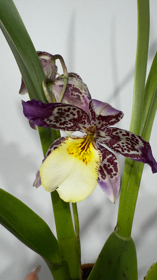 Orhideja 4 keramikas podā - www.augi-plants.lv