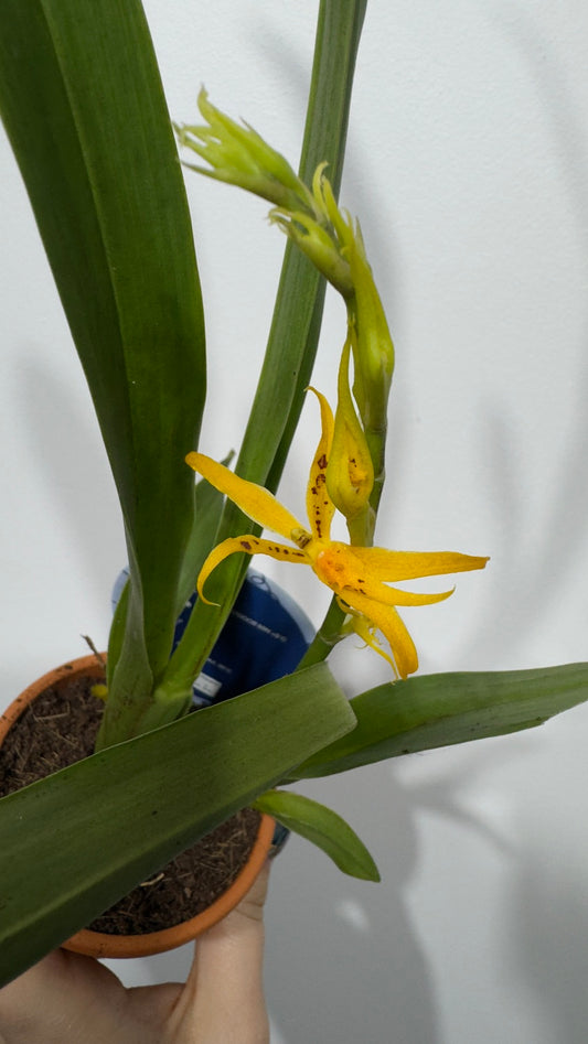 Orhideja 5 keramikas podā - www.augi-plants.lv