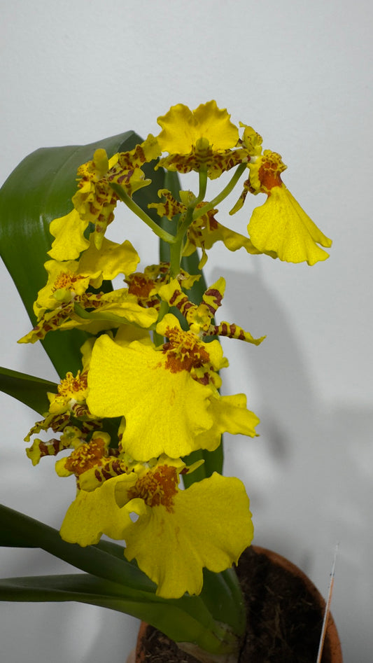 Orhideja 6 keramikas podā - www.augi-plants.lv