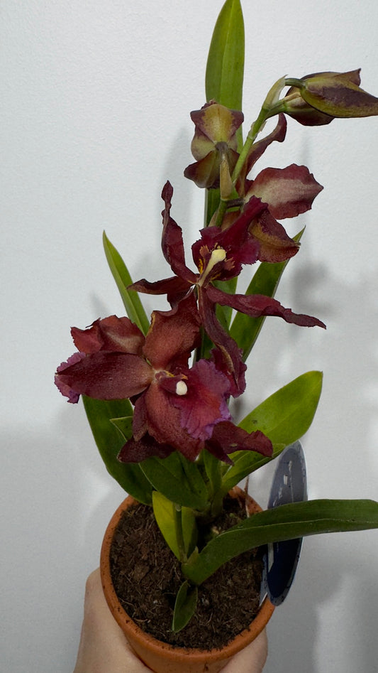 Orhideja 7 keramikas podā - www.augi-plants.lv