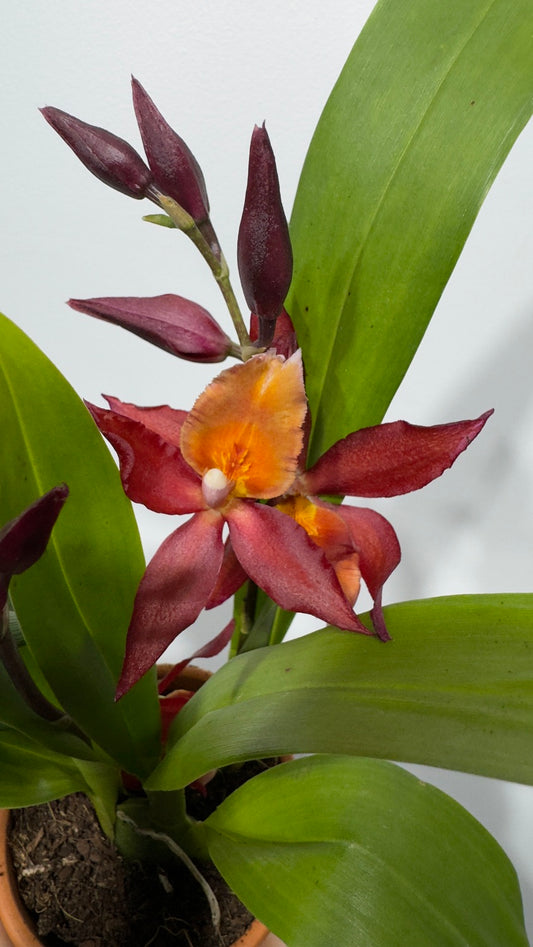 Orhideja 8 keramikas podā SMARŽO - www.augi-plants.lv