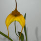 Orhideja Masdavallia 2 - www.augi-plants.lv
