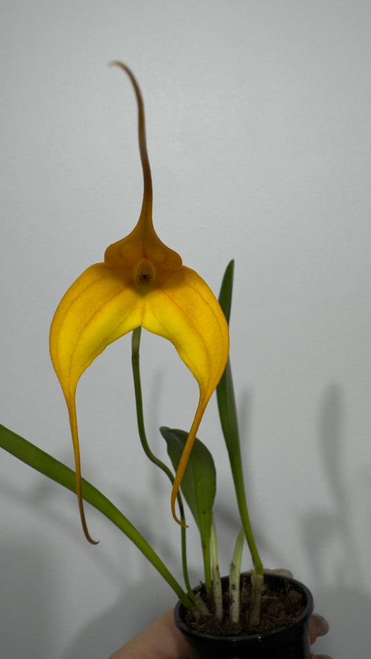 Orhideja Masdavallia 2 - www.augi-plants.lv