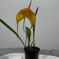 Orhideja Masdavallia 2 - www.augi-plants.lv