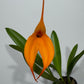 Orhideja Masdavallia 3 - www.augi-plants.lv