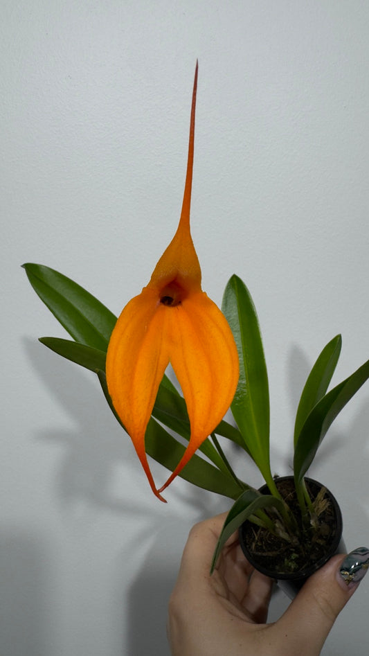 Orhideja Masdavallia 3 - www.augi-plants.lv