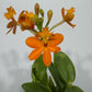 Orhideja Epidendrum 2 - www.augi-plants.lv