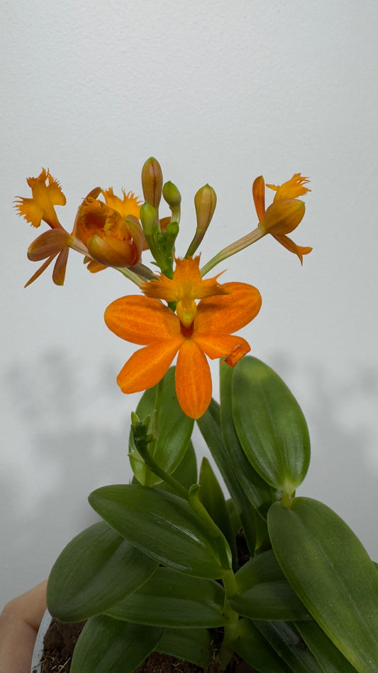 Orhideja Epidendrum 2 - www.augi-plants.lv