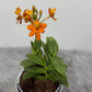 Orhideja Epidendrum 2 - www.augi-plants.lv