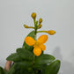 Orhideja Epidendrum 3 - www.augi-plants.lv