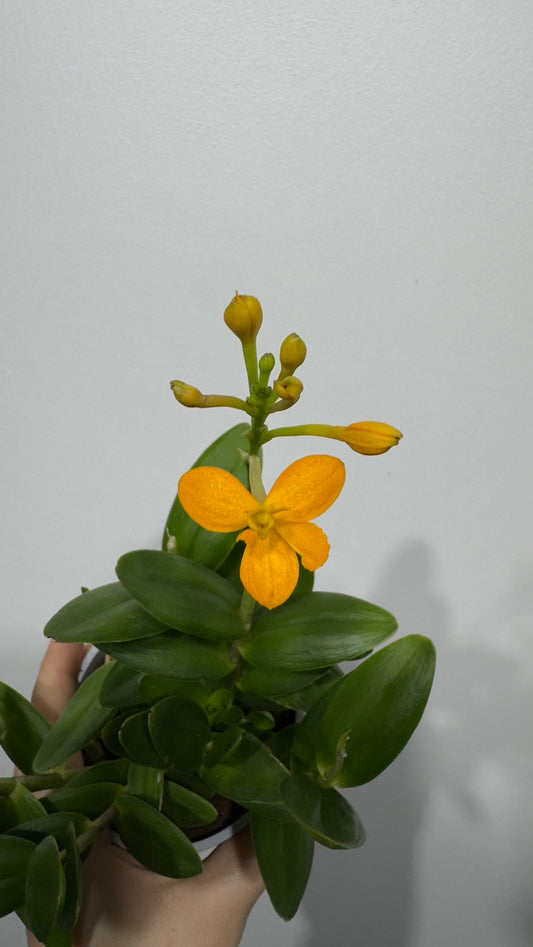 Orhideja Epidendrum 3 - www.augi-plants.lv