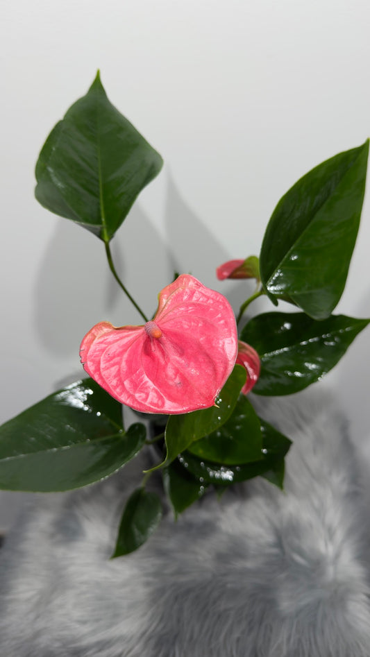 Anthurium 1 - www.augi-plants.lv