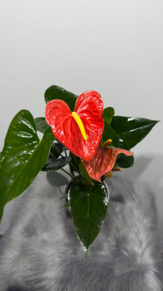 Anthurium 2 - www.augi-plants.lv