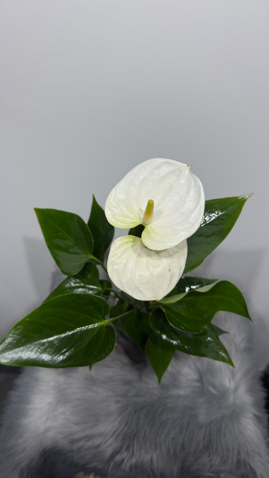 Anthurium 3 - www.augi-plants.lv