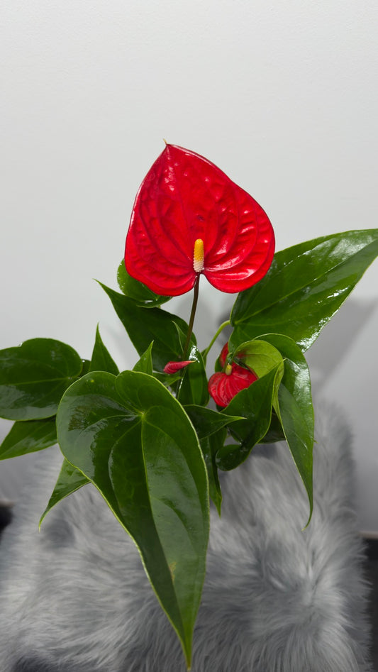 Anthurium 4 - www.augi-plants.lv