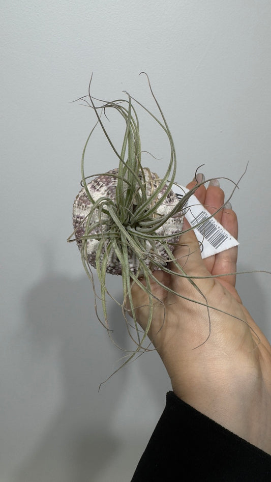 Gaisa augs Tillandsia Air plant 18 - www.augi-plants.lv