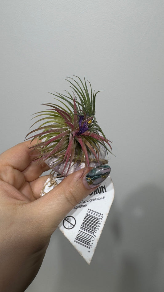 Gaisa augs Tillandsia Air plant 19 - www.augi-plants.lv