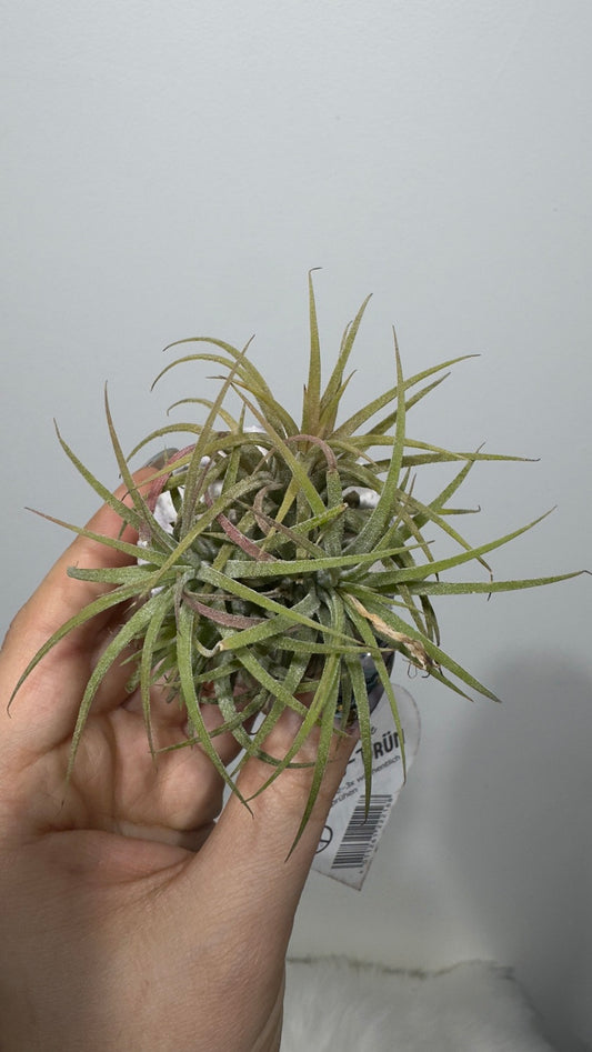Gaisa augs Tillandsia Air plant 20 - www.augi-plants.lv