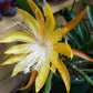 Epiphyllum Fruhlings Gold - www.augi-plants.lv