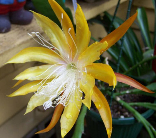 Epiphyllum Fruhlings Gold - www.augi-plants.lv