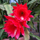 Epiphyllum Red Tip - www.augi-plants.lv