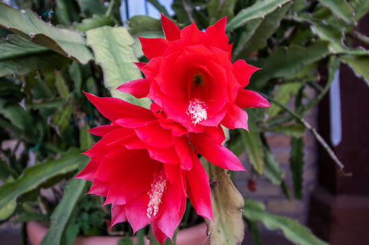 Epiphyllum Red Tip - www.augi-plants.lv
