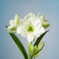 Hippeastrum White
