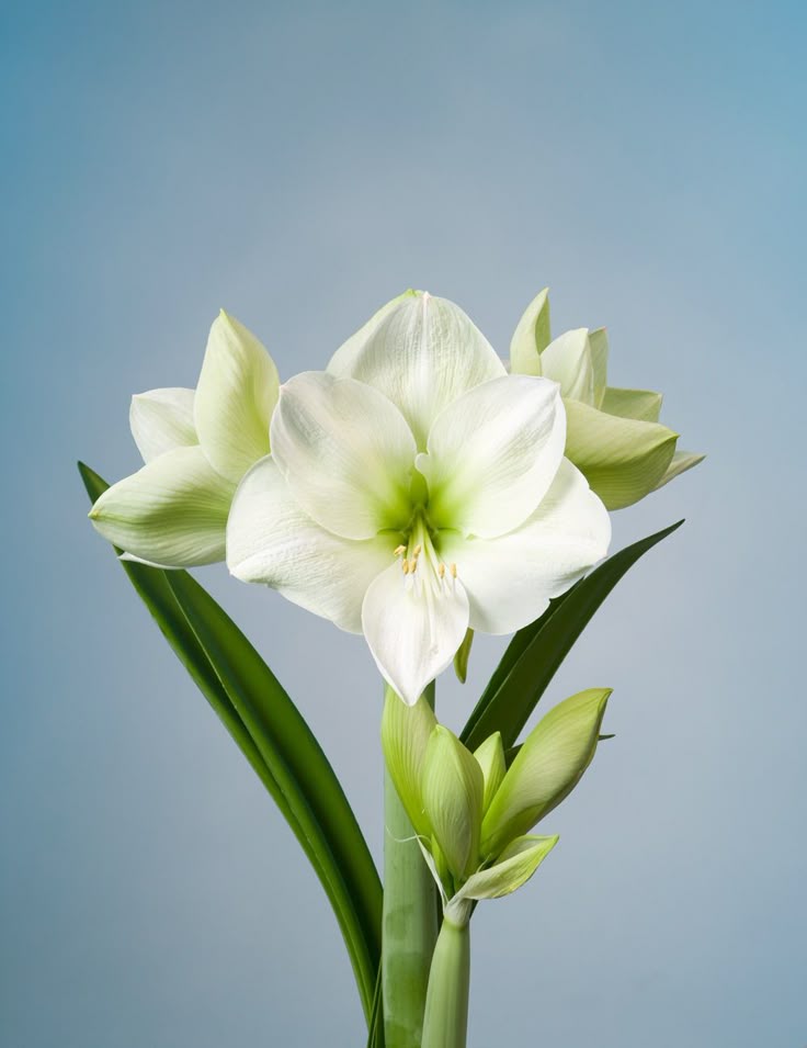 Hippeastrum White